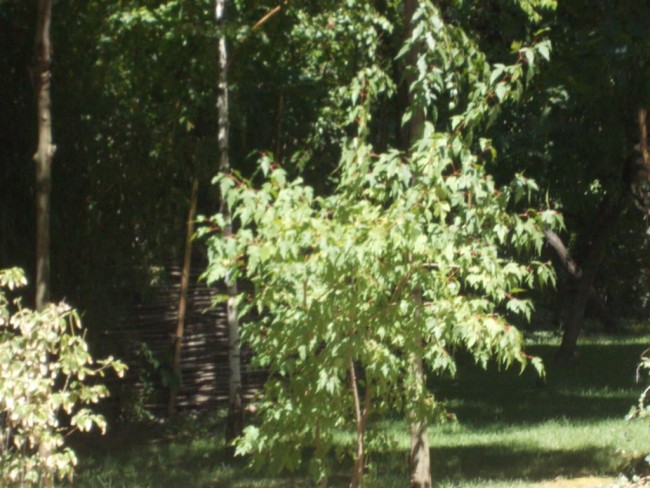 DSCN4299
