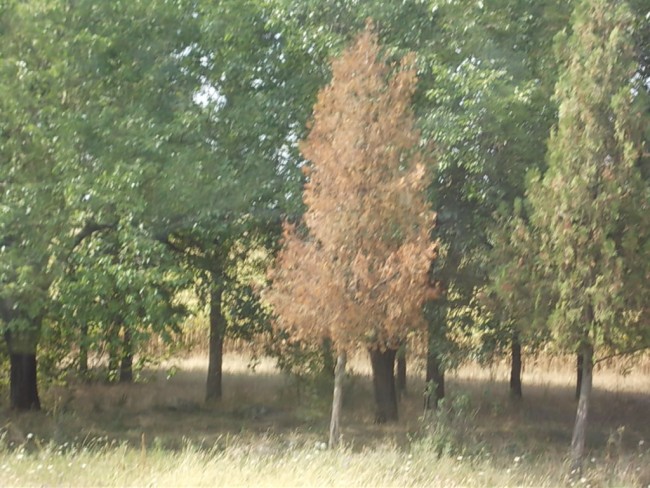 DSCN4393