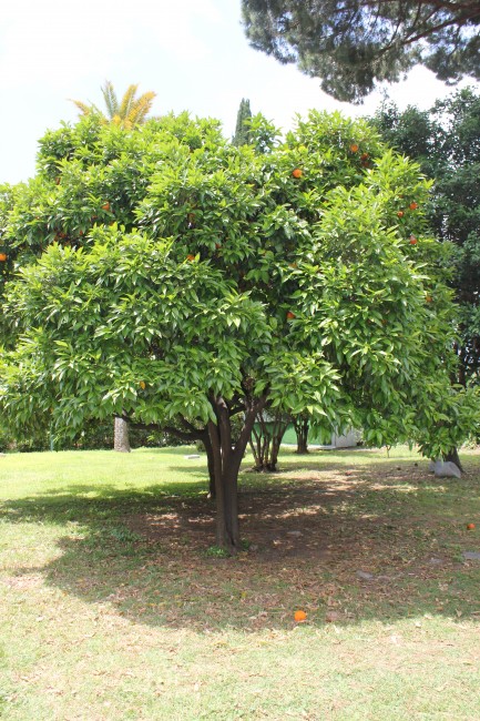 Gradina portocalilor Roma