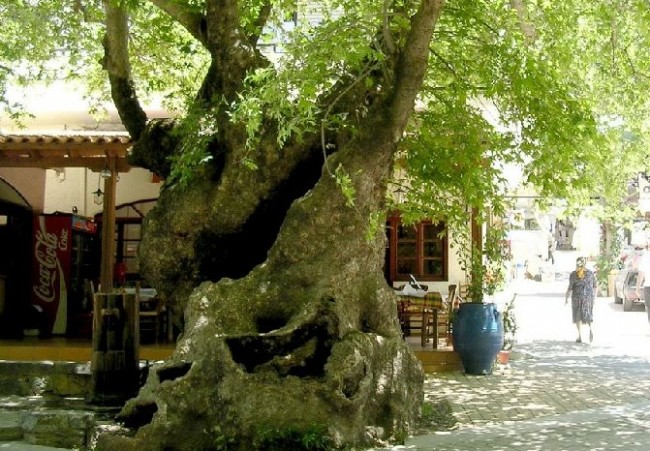 fodele-crete