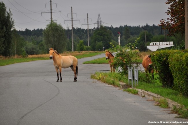 chernobyl_przewalski-horses1