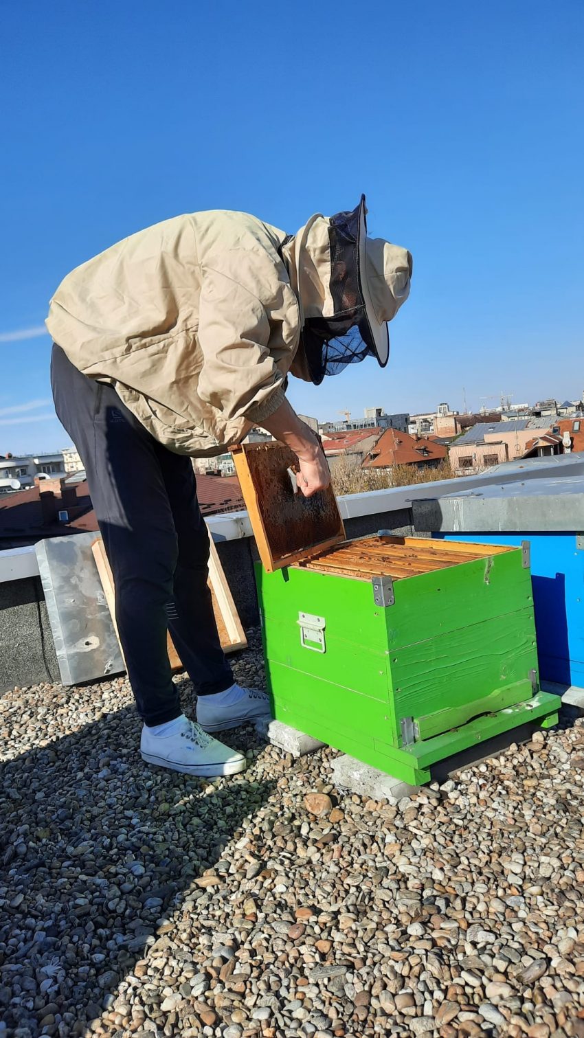 Povestea unui proiect inedit – prisaca urbană din Cișmigiu