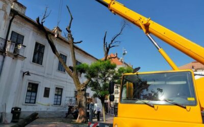 Stejarul sădit de Regele Ferdinand la Timișoara a fost tăiat