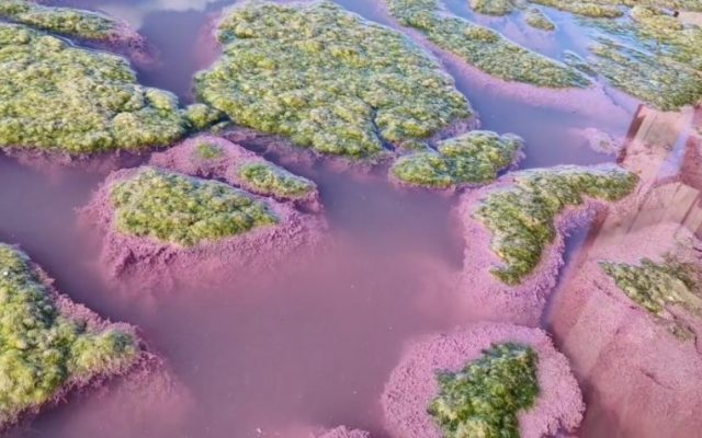 De ce lacul Techirghiol a devenit roz?