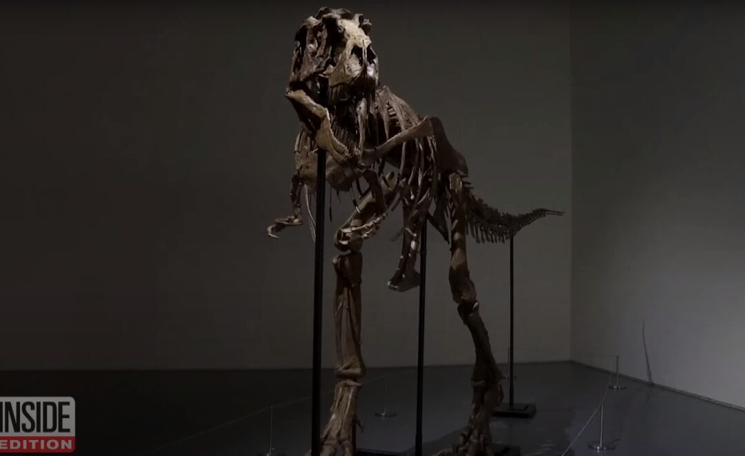 Un schelet complet de dinozaur din specia Gorgosaurus, vândut la licitație / VIDEO