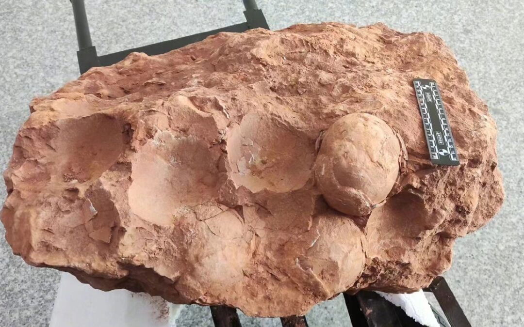 Ouă de dinozaur vechi de 80 de milioane de ani, descoperite în China