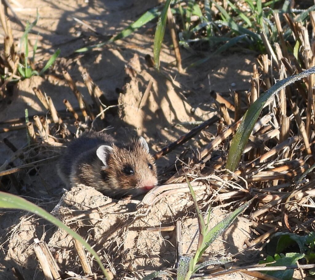 Hamsterul dobrogean (© Facebook / Institutul National de Cercetare-Dezvoltare "Delta Dunarii" – INCDDD)