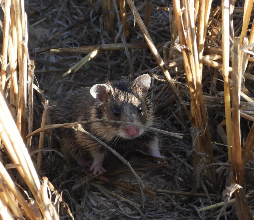 Hamsterul dobrogean (© Facebook / Institutul National de Cercetare-Dezvoltare "Delta Dunarii" – INCDDD)