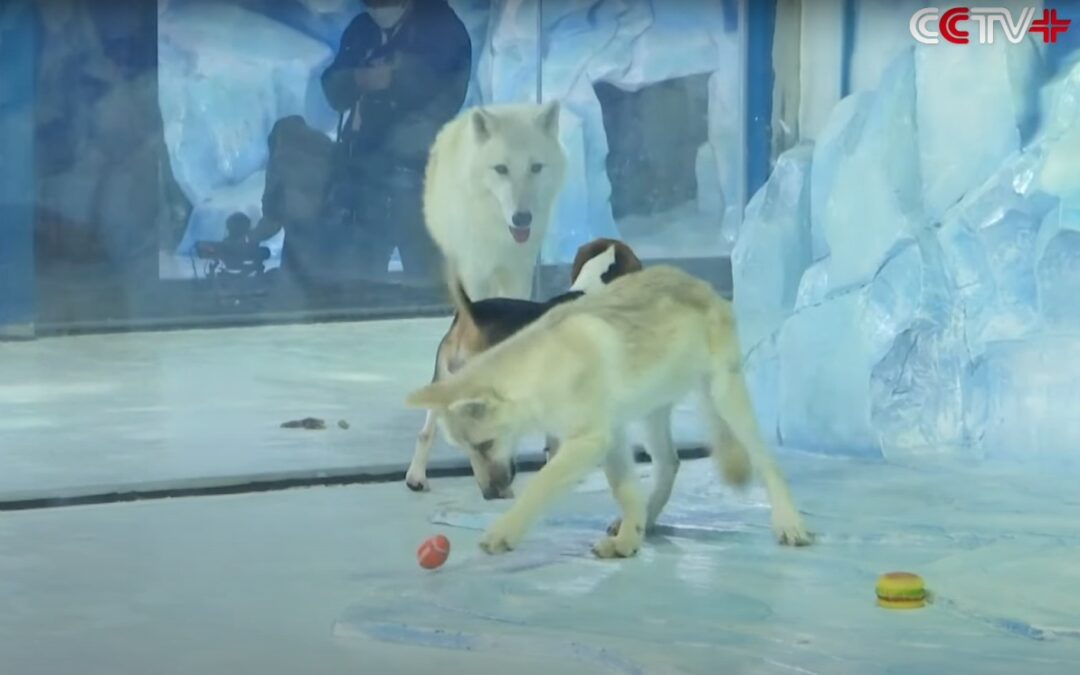 Un pui de lup arctic clonat la o grădină zoologică din China / VIDEO