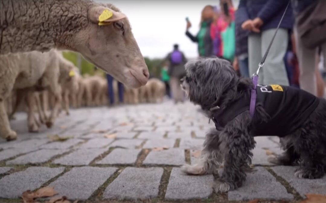 Sărbătoarea Transhumanței: La plimbare cu oile prin centrul Madridului / VIDEO