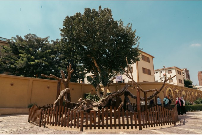 Copacul Fecioarei Maria din Egipt, redeschis turiştilor