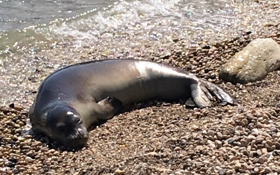 Știați că în Marea Neagră au trăit foci? De ce au dispărut?