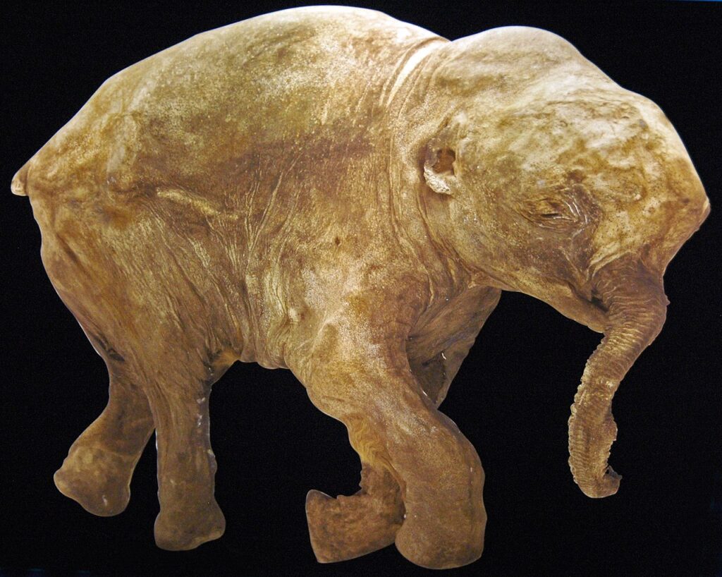 Puiul de mamut Lyuba (© James St. John / Wikimedia Commons)