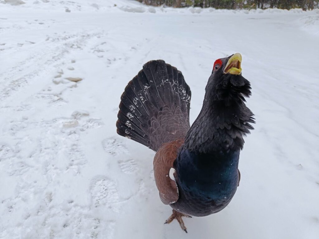 Cocoș de munte (foto: Facebook / Parcul Național Călimani)