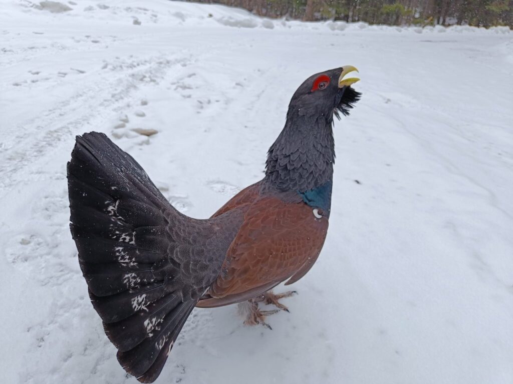 Cocoș de munte (foto: Facebook / Parcul Național Călimani)