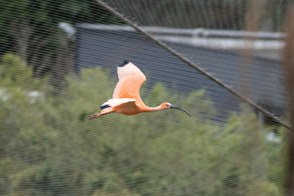 Cea mai mare volieră din Europa, inaugurată la o grădină zoologică din Franța (foto: Facebook / Zoo de Beauval)