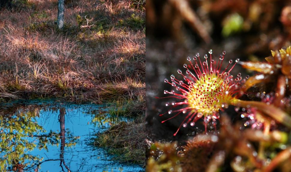 Locul blestemat unde creşte unica floare carnivoră din România
