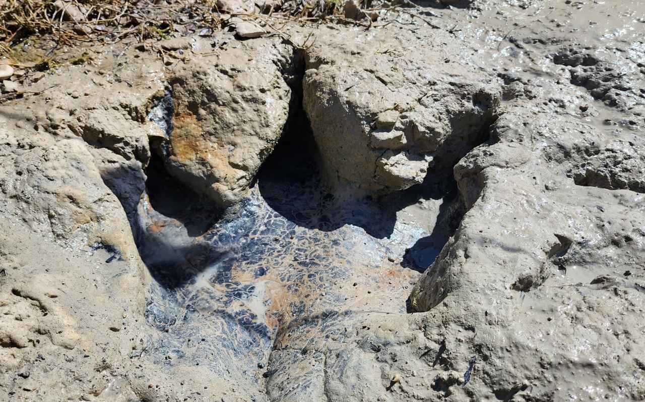 Urme de dinozaur, scoase la iveală de seceta din Texas / VIDEO