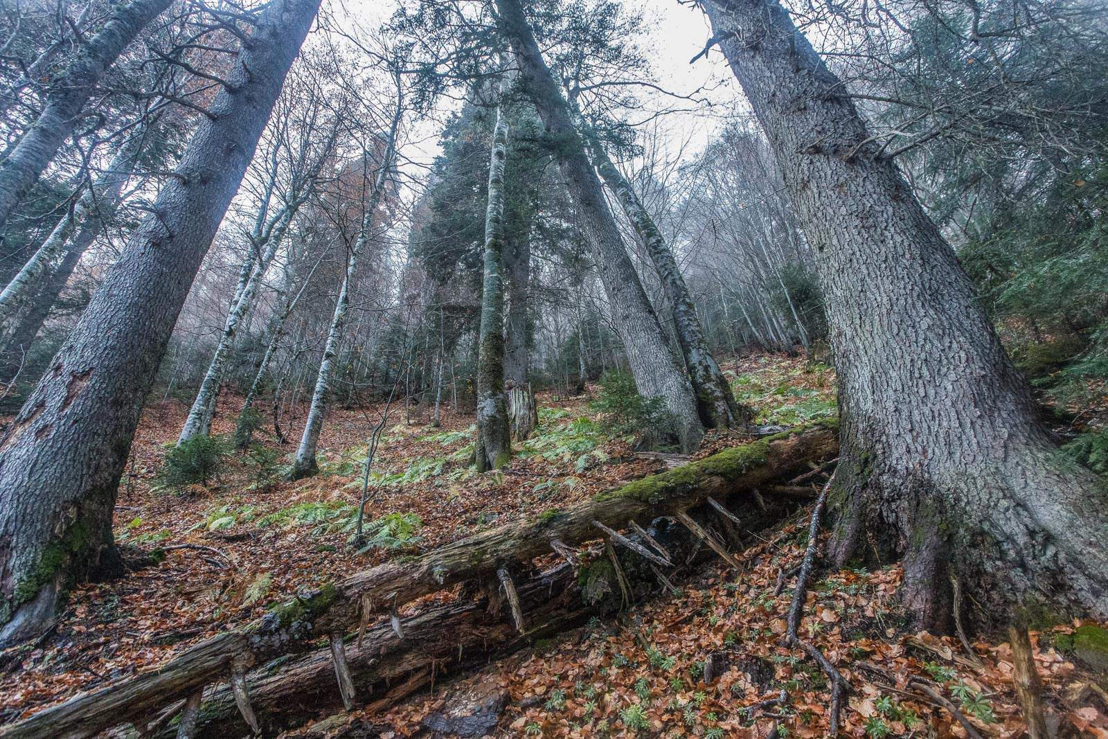 Pădurea Mociar, cea mai bătrână pădure din România