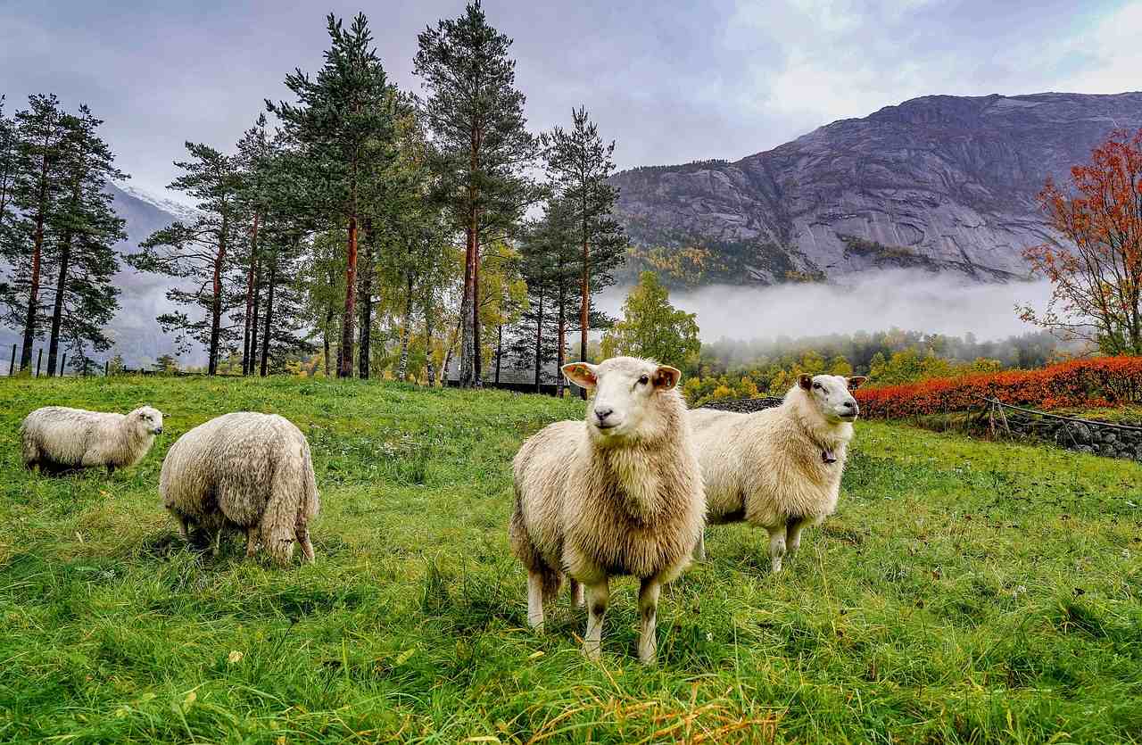 Transhumanța, inclusă în patrimoniul imaterial UNESCO