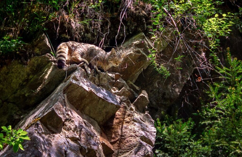 Pisică sălbatică fotografiată în Munții Șureanu (© Facebook / Parcul Natural Gradiștea Muncelului - Cioclovina)