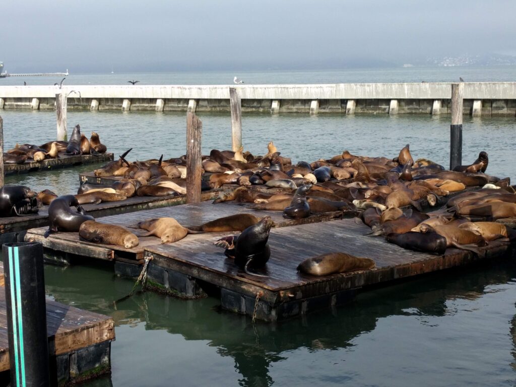 San Francisco Piers 39, Foto Turism Istoric