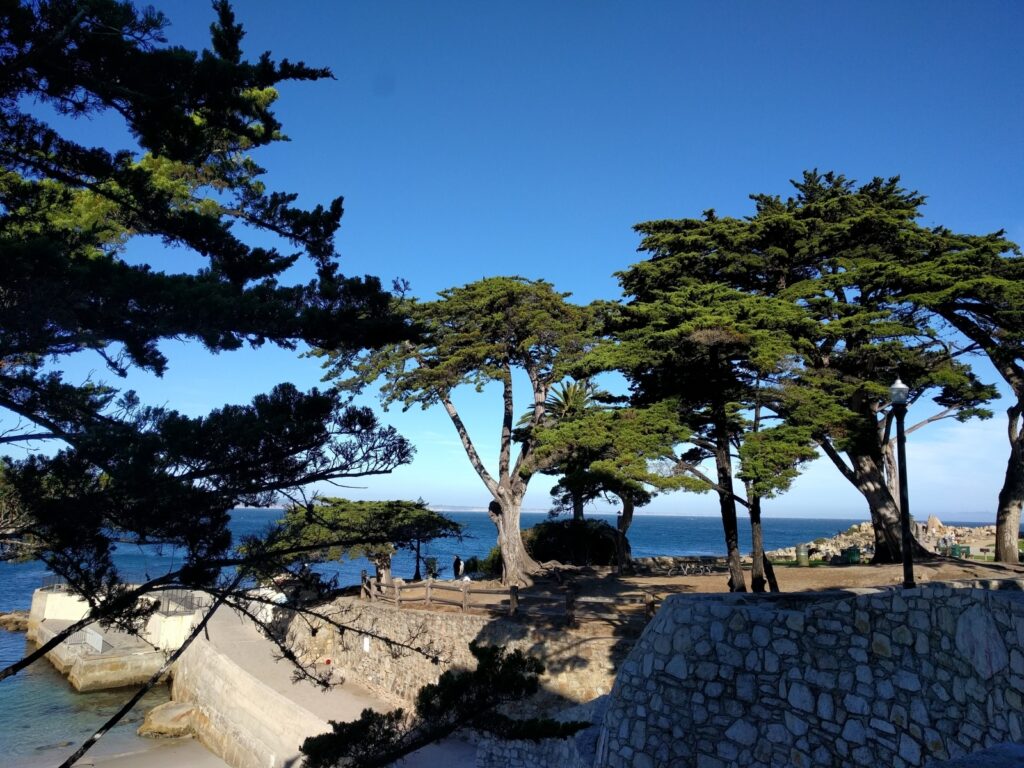 Monterey, vedere spre ocean, cu cedrii celebrii de pe coasta Californiei Credit foto Turism Istoric