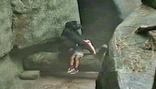 Povestea gorilei Binti Jua, eroul blând care a protejat un copil în 1996 și a emoționat o lume întreagă