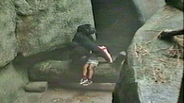Povestea gorilei Binti Jua, eroul blând care a protejat un copil în 1996 și a emoționat o lume întreagă