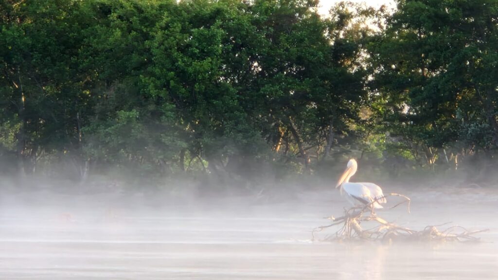 Pelican în Delta Dunării, ceață, Sfântu Gheorghe, credit foto Sorin Rosu (Turism Istoric)