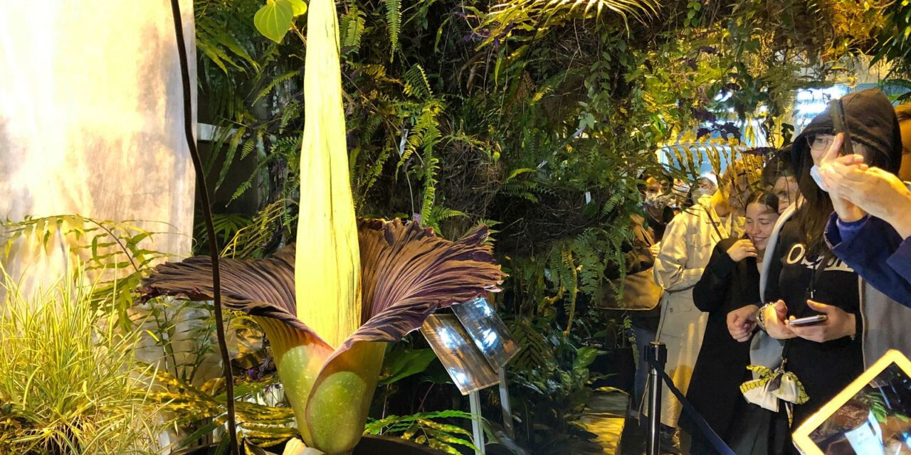 Floarea morții înflorește din nou: spectacolul rar care a stârnit un pelerinaj botanic la Varșovia