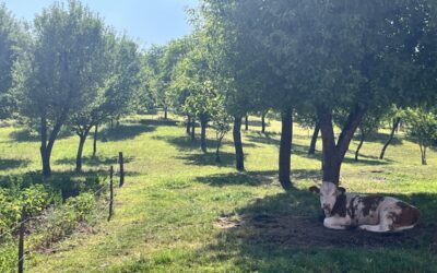 „Ca la mama acasă”: un episod despre rânduială, ingrediente curate și bucuria de a primi oaspeți