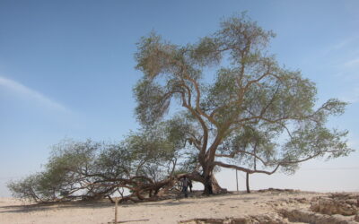 Bahrain – Dezlegarea misterului Arborelui Vieții, simbolul supraviețuirii în deșert