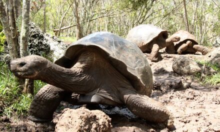 Giganții din Galápagos se întorc acasă
