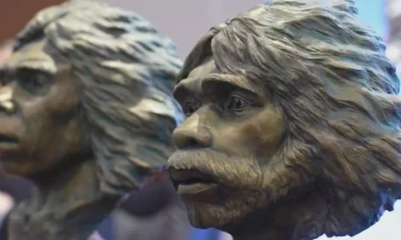 Cranii de Homo erectus vechi de 1,77 milioane de ani descoperite în China contestă cronologiile consacrate ale dispersiei umane