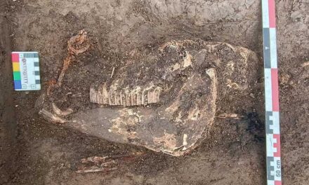 Descoperire spectaculoasă pe traseul A8: mormântul unui cal de războinic medieval