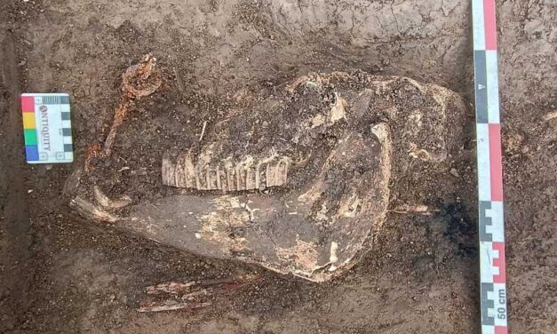 Descoperire spectaculoasă pe traseul A8: mormântul unui cal de războinic medieval