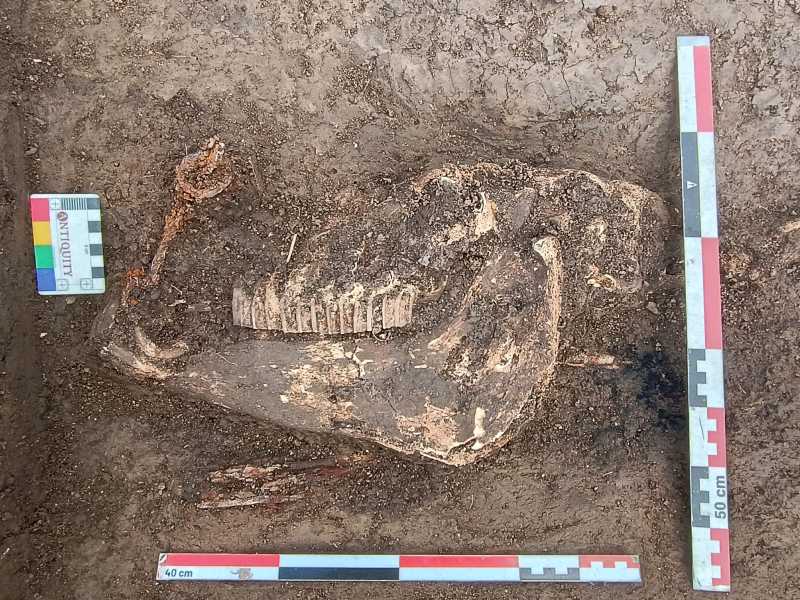 Descoperire spectaculoasă pe traseul A8: mormântul unui cal de războinic medieval