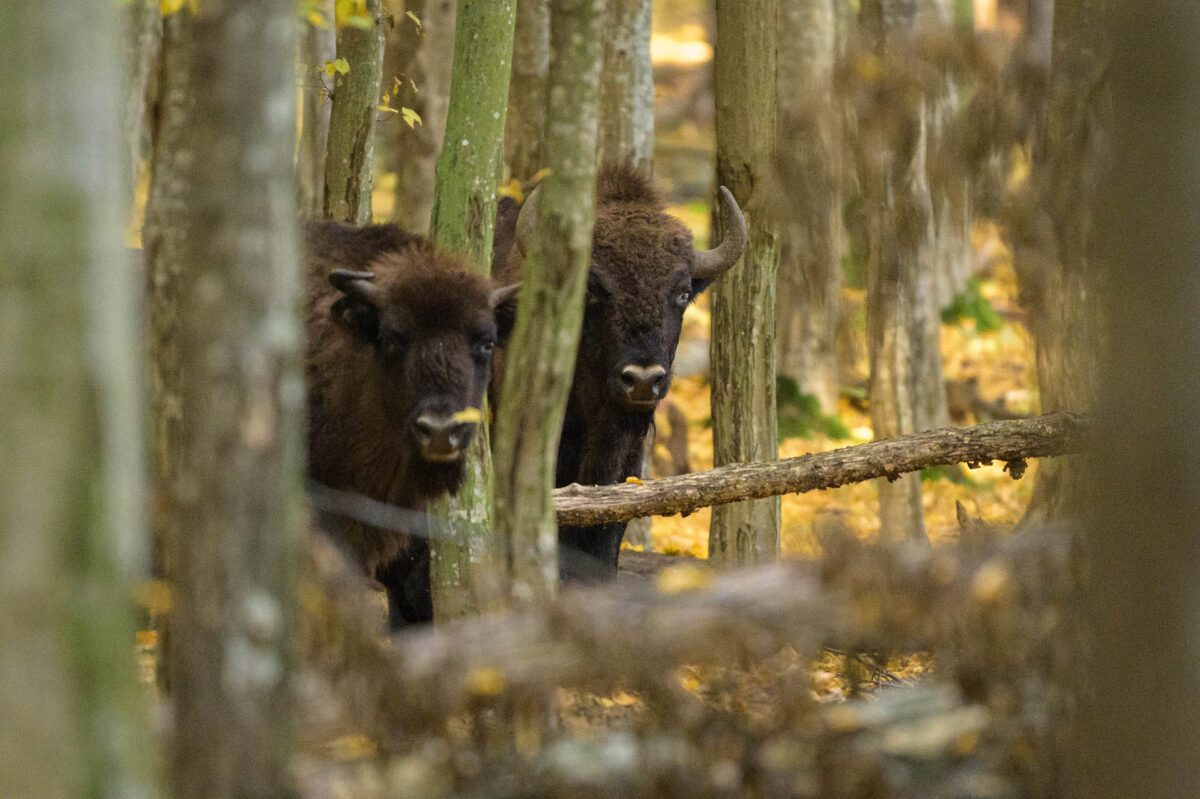 Zimbrul, în parcul Natural Vânători Neamț - Foto - Dan Dinu