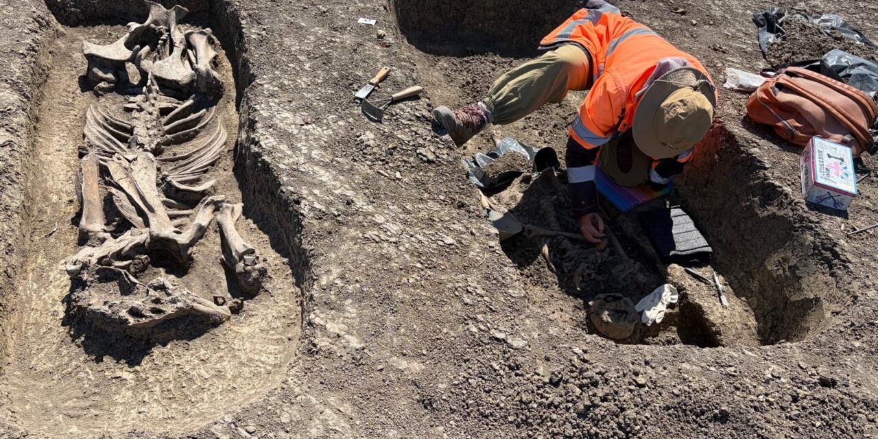 Descoperire rară pe șantierul Centurii Timișoara Vest: mormânt avar din secolele VI–VII