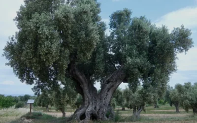 Măslinul de peste 800 de ani care a devenit cel mai frumos monument viu al Spaniei