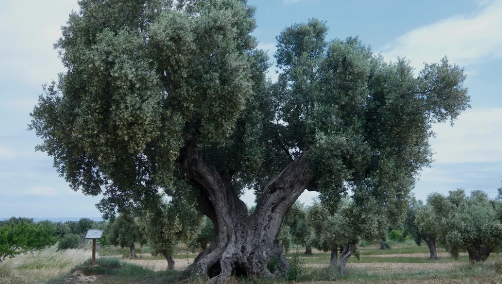 Măslinul de peste 800 de ani care a devenit cel mai frumos monument viu al Spaniei